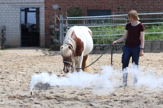 Pferd trainiert mit Rauch